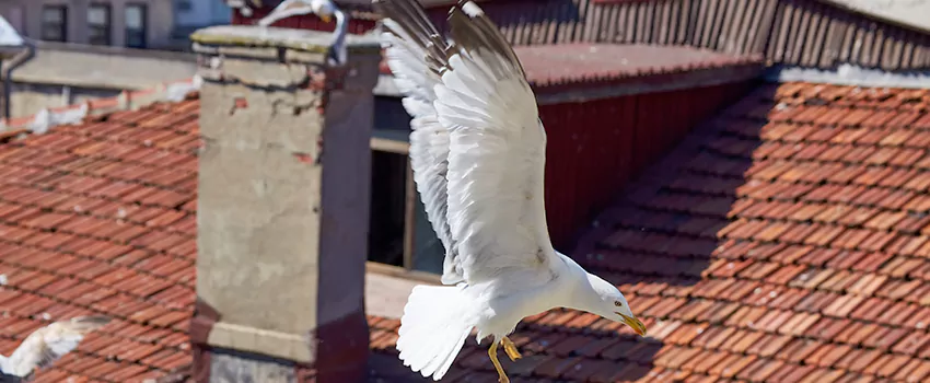 Residential Chimney Animal Removal Solution in Damascus, MD
